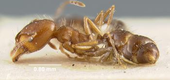 Media type: image;   Entomology 9131 Aspect: habitus lateral view